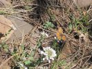 PICTURES/Reyonlds Creek Trail - Tonto National Forest/t_Moth2.jpg